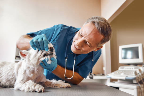 Best Mobile Emergency Dentist in Greenlawn, NY